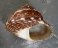Gibbula varia